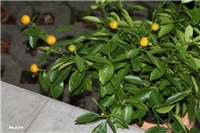 5363a09e-IMG_8338 Calamondin.jpg